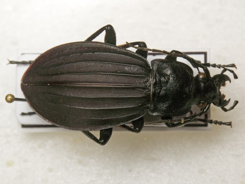 Carabus canaliculatus Adams, 1812
